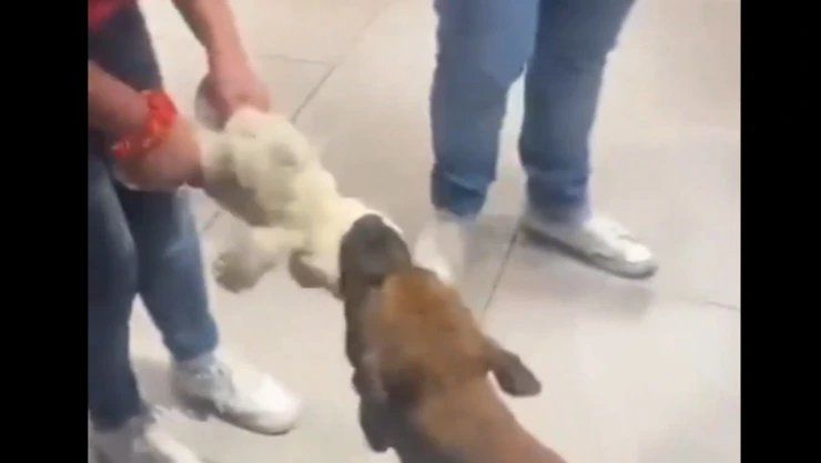 perrito callejero peluche Mérida