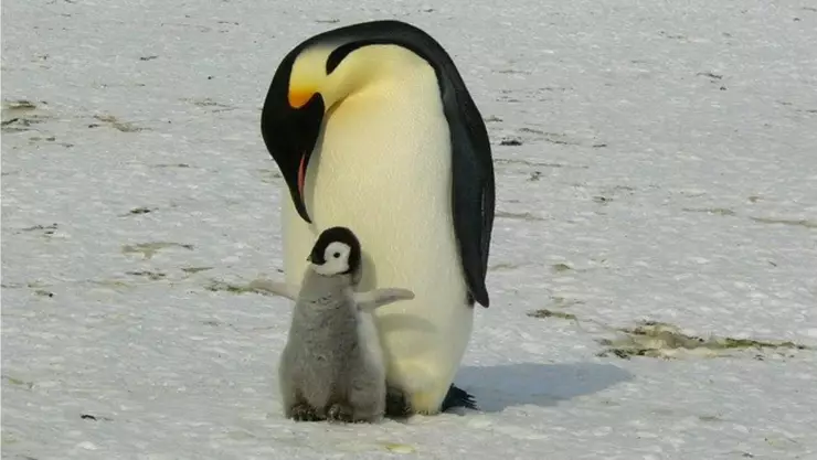 pinguino covid 19.jpg