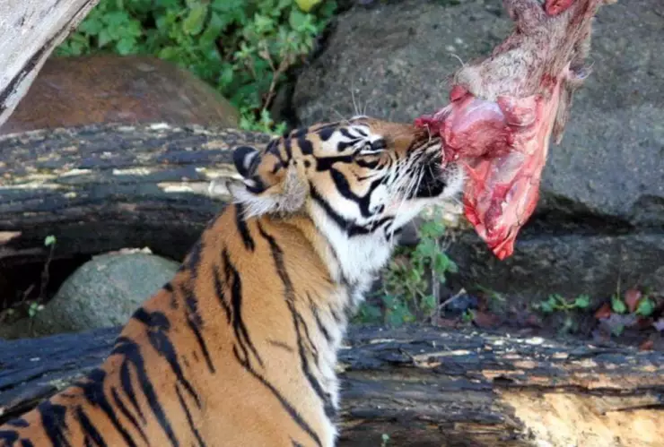 zoológico-dinamarca-pide-mascotas-alimentar-depredadores-tigre