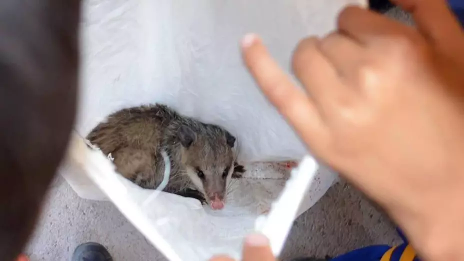 Animales silvestres en Chihuahua