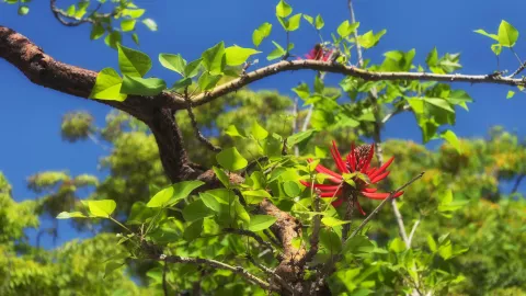 Este árbol para sembrar resalta por sus hermosas flores rojas