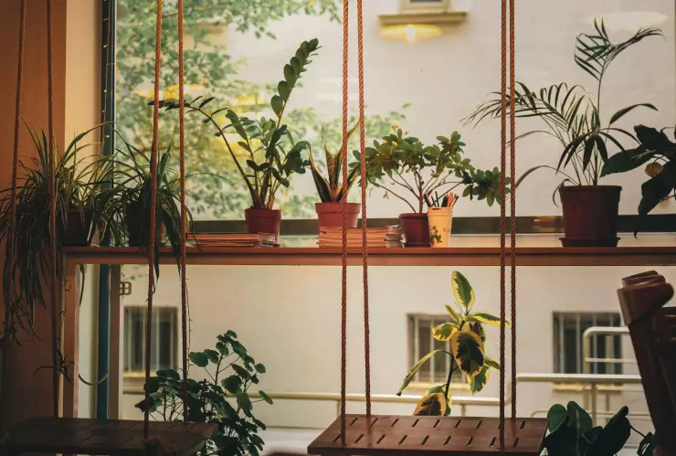 plantas de interior