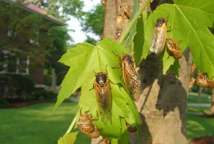 Cigarras o chicharras