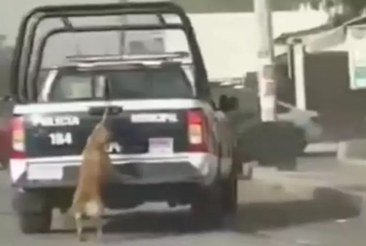 VIDEO: Patrulla de policía arrastró a una perrita en Tizayuca; ¿qué fue lo que pasó?