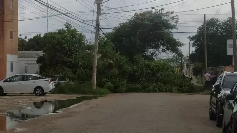 enorme arbol de flamboyan cae