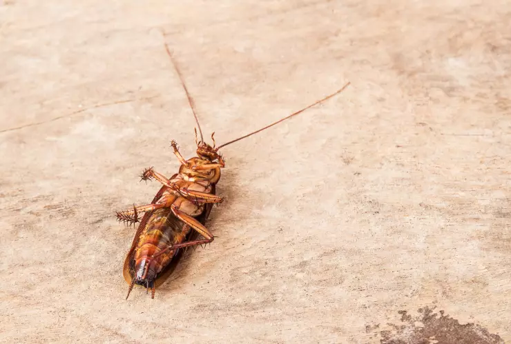 Las plantas que puedes poner en tu casa para espantar a las cucarachas de tu cocina