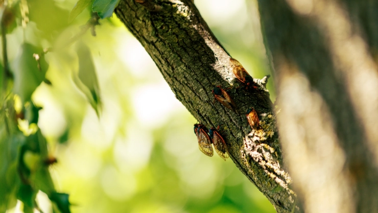 Cigarras en el estado de Illinois