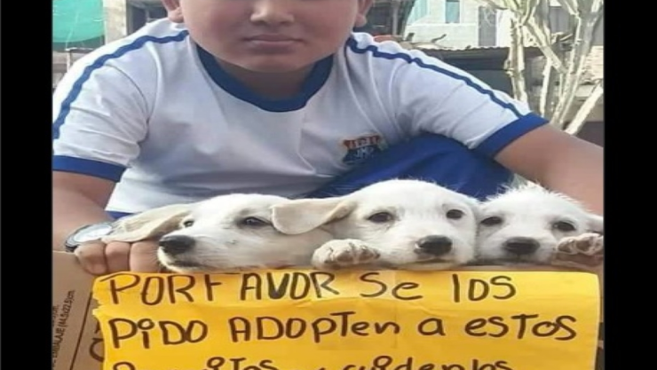 Niño salva a cachorritos de ser atropellados