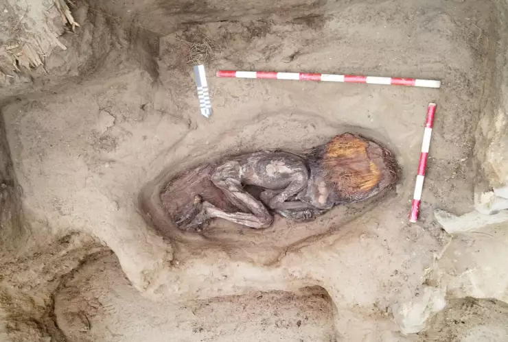 Descubren en Perú a mujer de élite de hace 5,000 años de la civilización Caral, analizan restos humanos.png