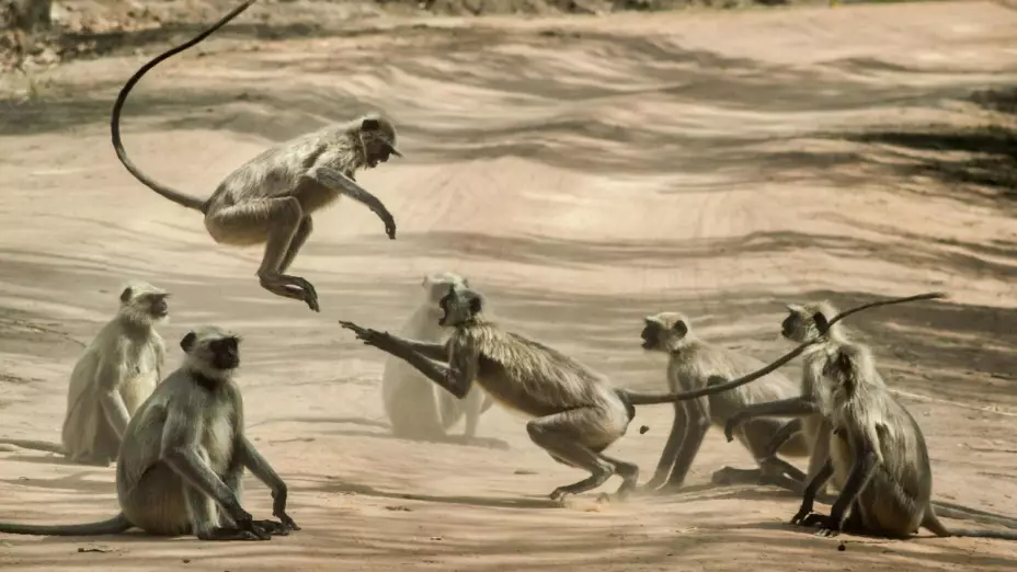 Monos-frustran-presunto-abuso-sexual-a-niña-en-India-así-lo-relató