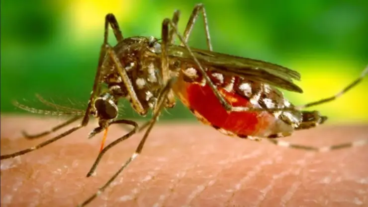 Detectan hasta 3 casos diarios de dengue en Yucatán