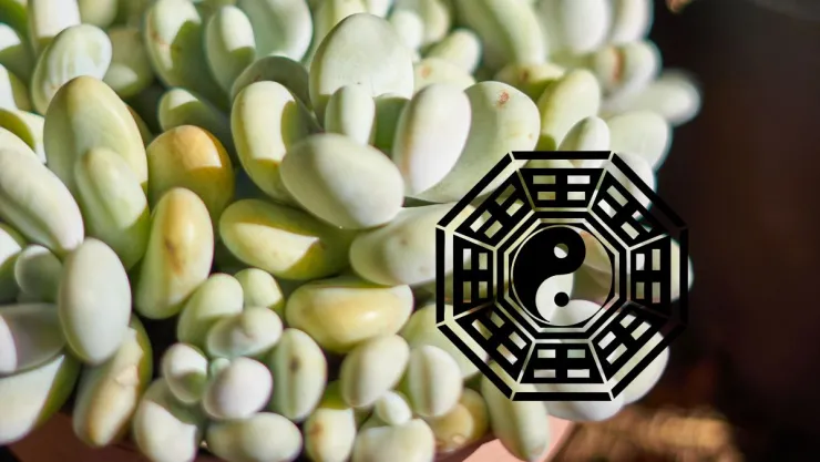 Qué significa tener una Planta Listón en la cocina, según el Feng Shui
