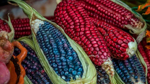 En septiembre hay Feria Gastronómica y del Elote 2024