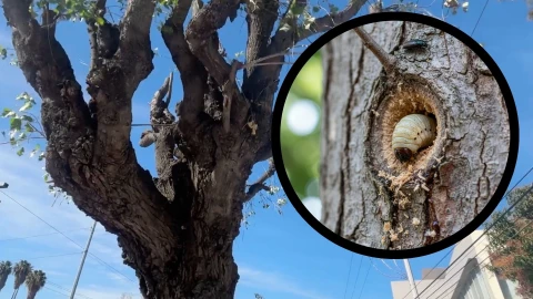 Gusano barrenador árboles Celaya 2026