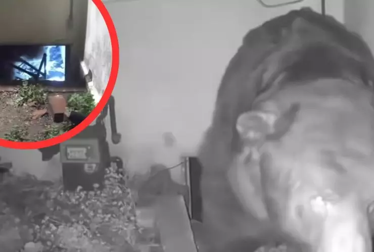 Oso se instala bajo vivienda en California y propietario anuncia demanda por falta de apoyo oficial