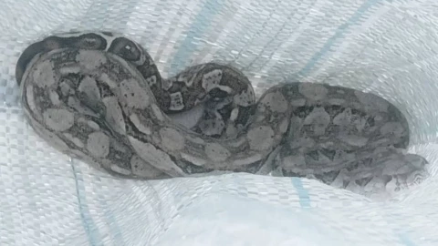 Tras denuncias de vecinos, capturan boa en comisaría de Chicxulub Puerto