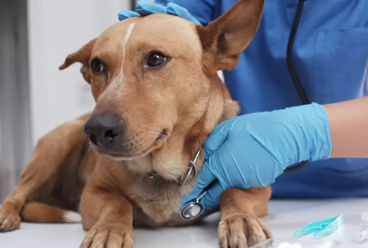 Enfermedad respiratoria en perros