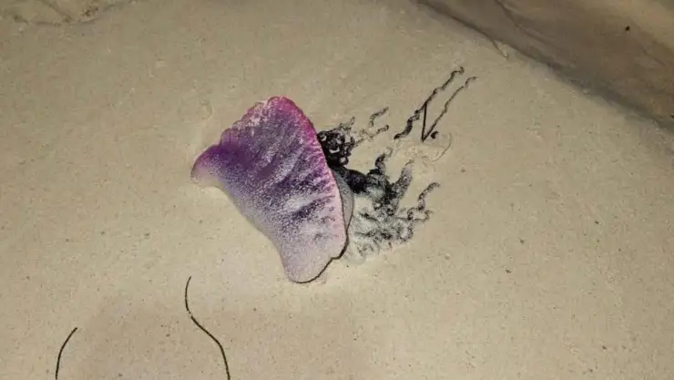 Avistamiento de fragata portuguesa en Isla Mujeres_ Qué es y qué hacer en caso de picadura.jpg