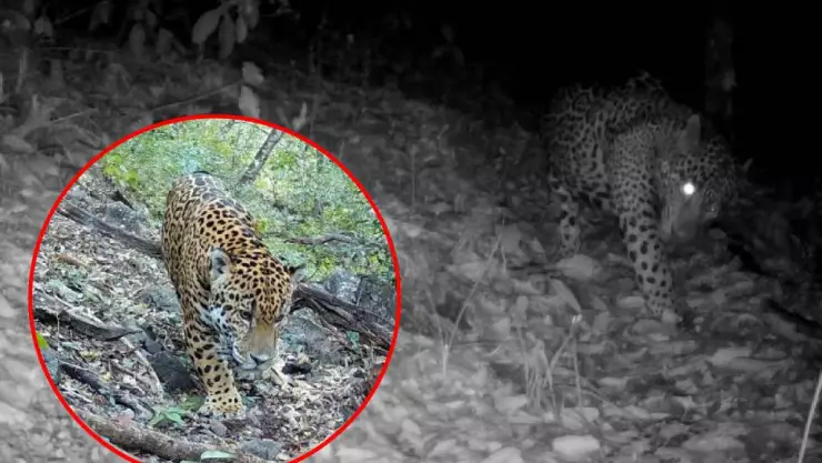 PORTADA Primer jaguar guanajuato.jpg