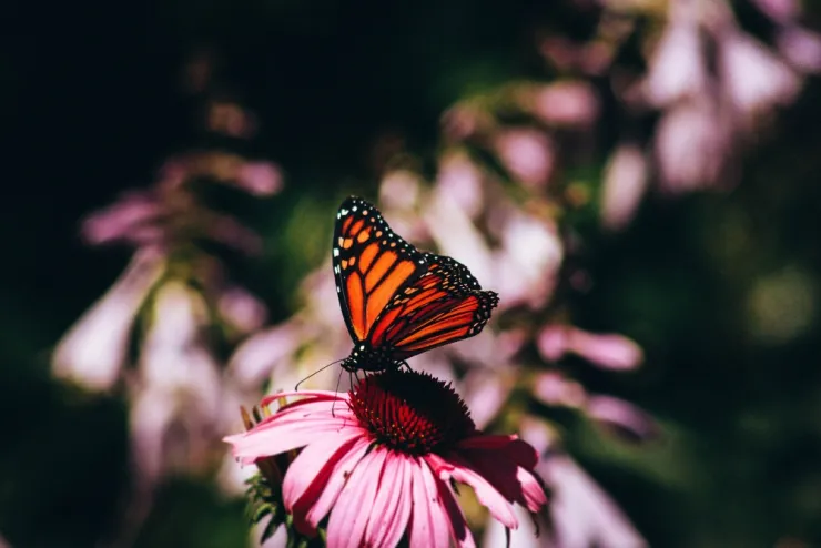 mariposa-monarca-migración-México