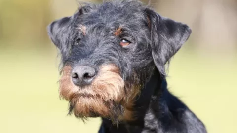 Perro, kilómetros, casa c.jpg