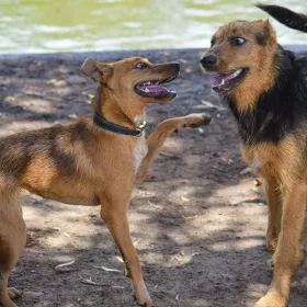 Alimentos para perro