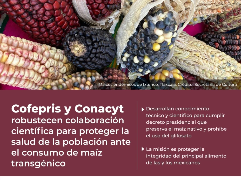 Maiz CofeprisConacyt.jpeg