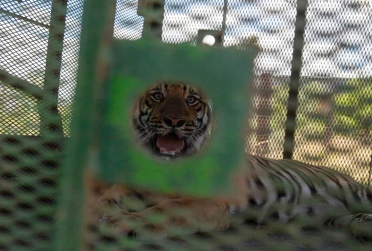 NL: Capturan a tigre de bengala que escapó en Salinas Victoria, Nuevo León.