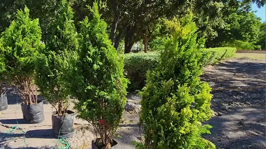 Pinos naturales para venta en Navidad
