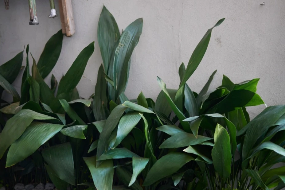 La planta perfecta para quienes no tienen tiempo de mantenerlas
