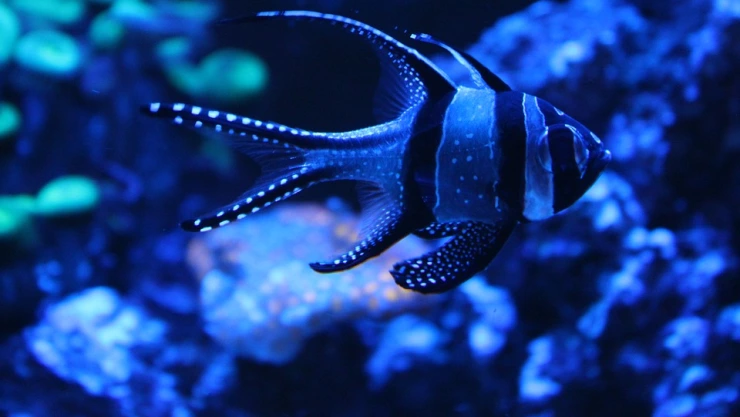 Exhibe documental el impacto del calentamiento global en corales