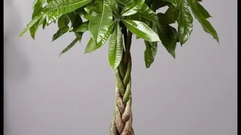4 plantas para poner en la entrada de la casa y atraer riqueza