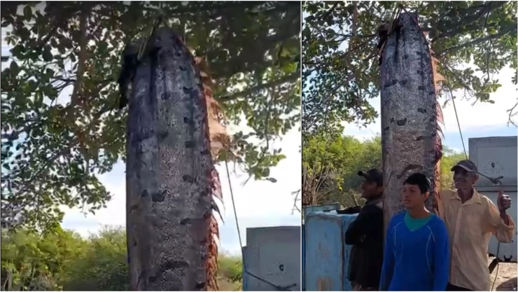 Pez remo predice terremotos aparece en Chiapas