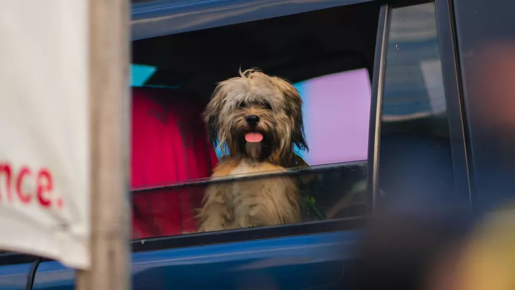 VIDEO | Mujer abandona a su perro por horas dentro del auto y termina en tragedia