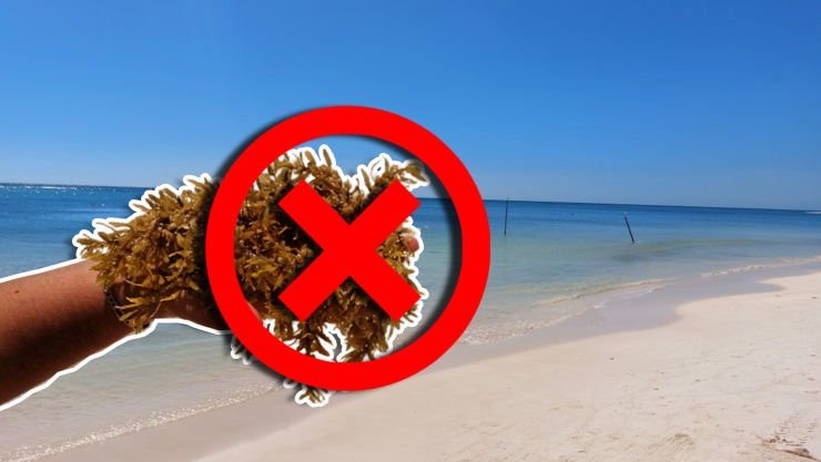 Estas son las playas sin sargazo en Quintana Roo HOY 14 de octubre de 2025_ De Holbox, Cancún, Tulum a Xcalak.jpg