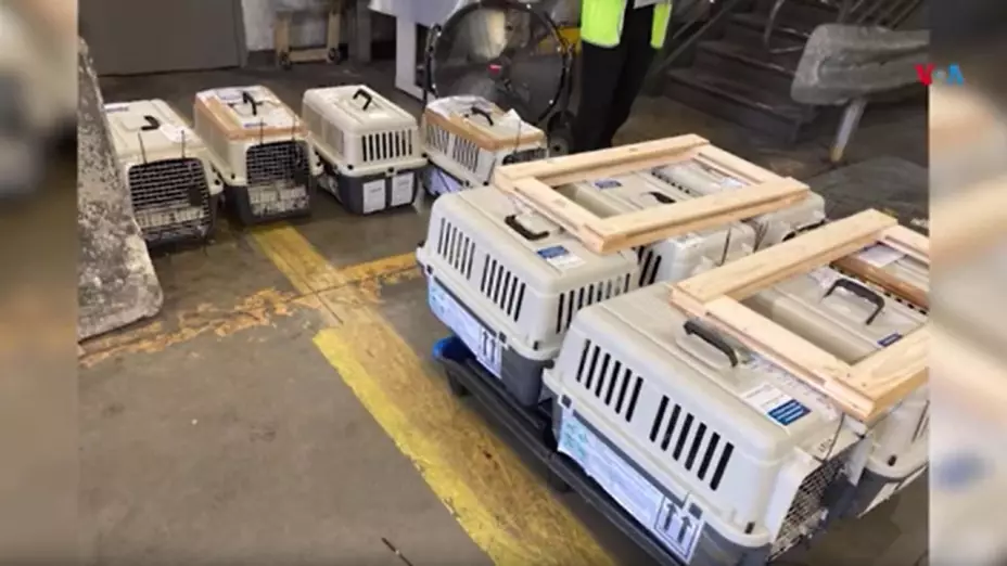 Rescate de animales en medio de la guerra