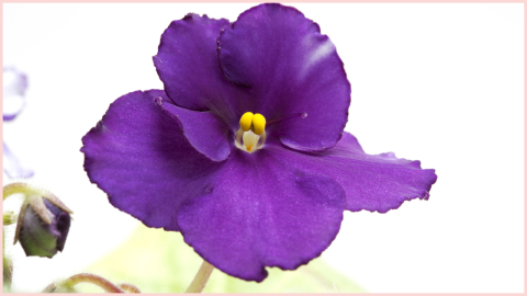 Violeta africana