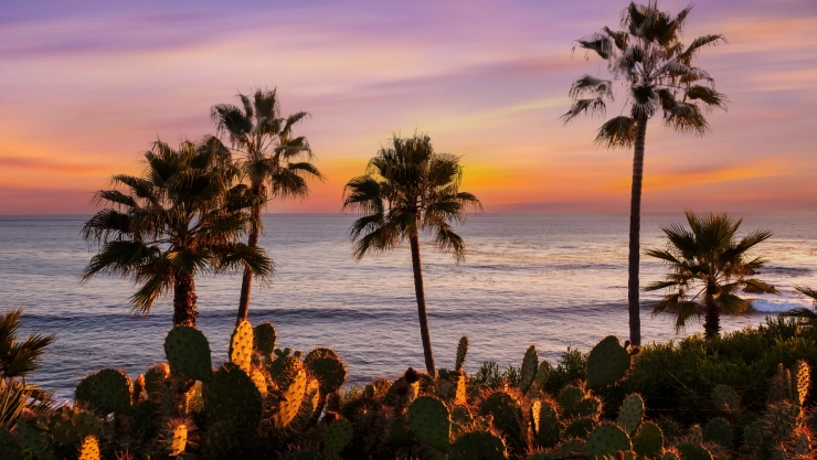 Las palmeras, los cactus y la vegetación verde con el mar y la playa de fondo en pleno atardecer