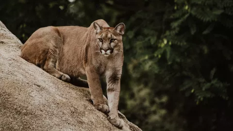 Puma doméstico ataca a niña de 3 años; la menor perdió el brazo