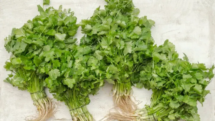 ¡Por las nubes! Esta es la razón del AUMENTO en el precio del cilantro en México