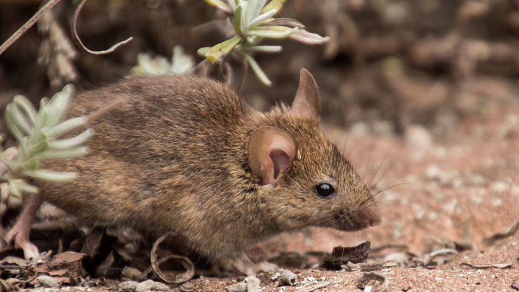 Hantavirus en chile