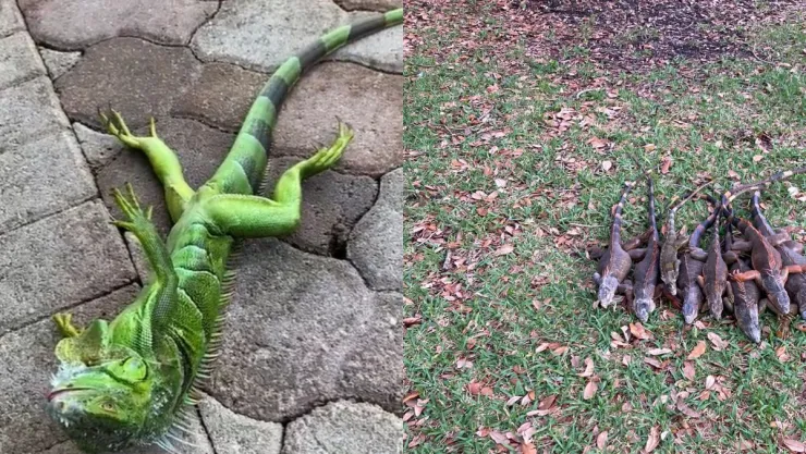¡Frío! El fenómeno de la lluvia de iguanas congeladas en Florida