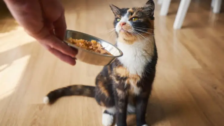 Gato celosos