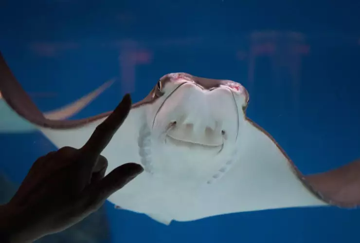 ¿Una mantarraya puede quedar embarazada de un tiburón?