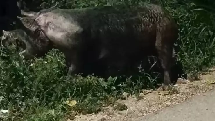 PORTADA huay cochino.jpg
