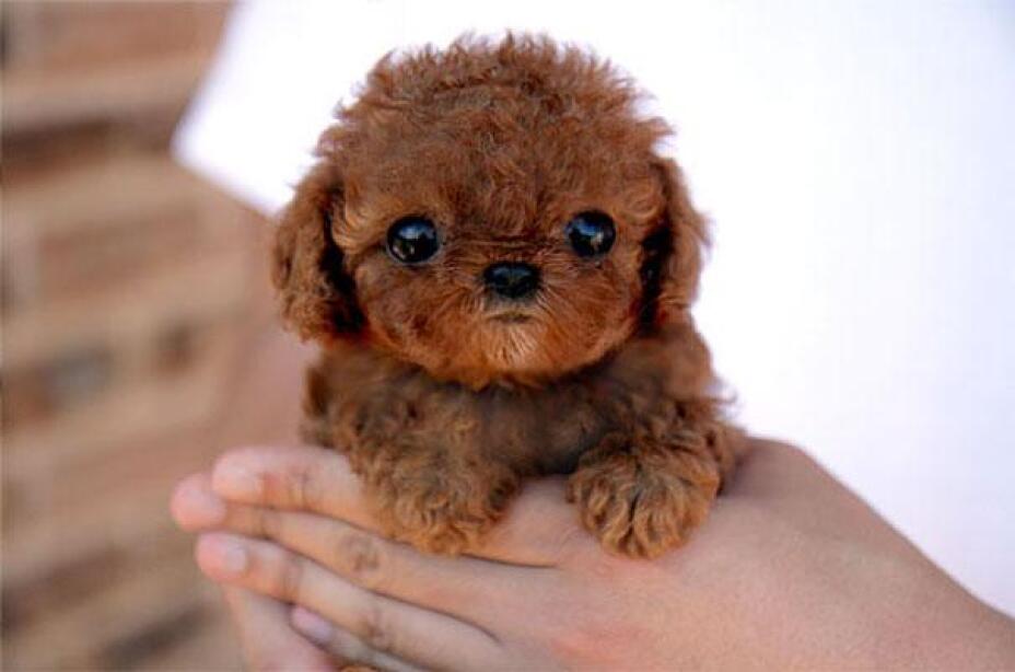 perrito