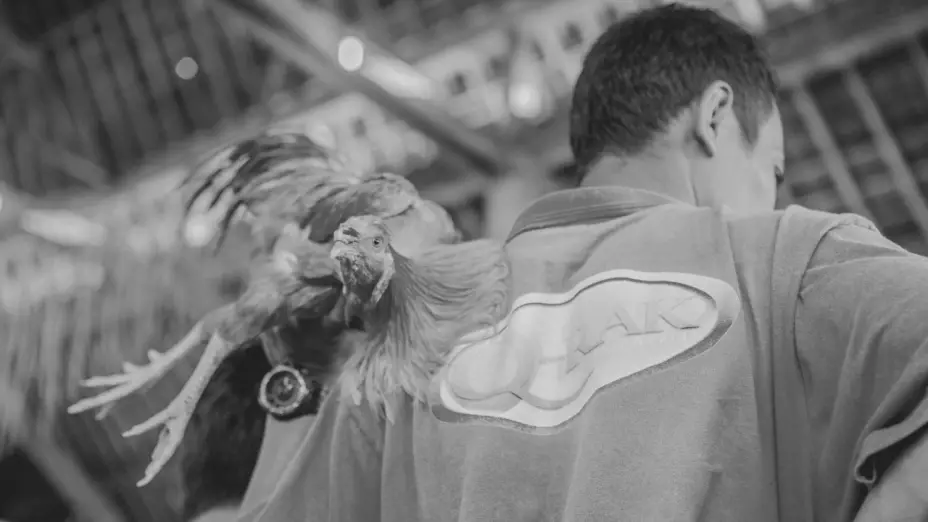 Chiapas prohíbe peleas de gallos y carreras de caballos; el objetivo, frenar a la delincuencia