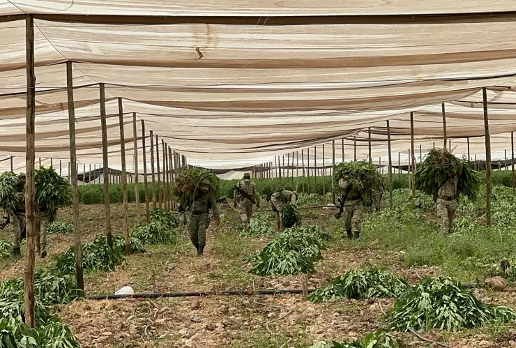 Plantío de marihuana en Elota