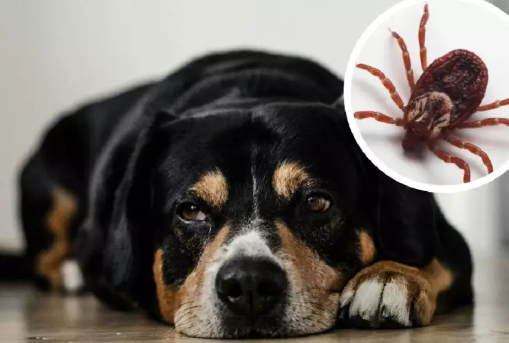 Los perros y garrapatas