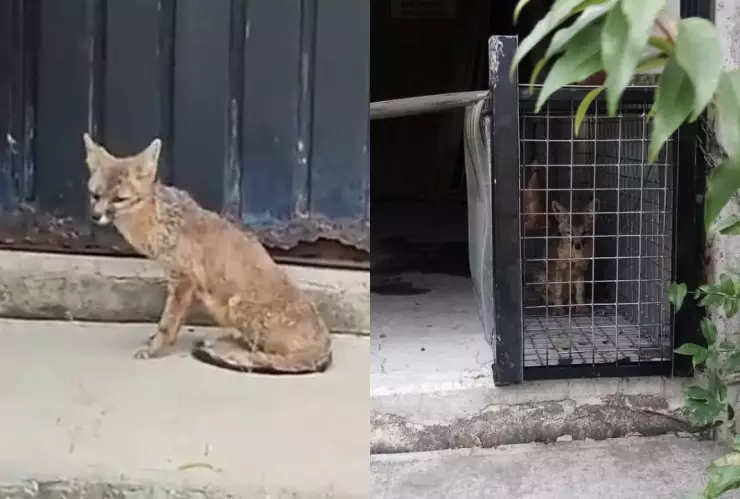 ¿Qué pasa en el Metro CDMX hoy jueves 24 de agosto? Encuentran un zorro en El Rosario